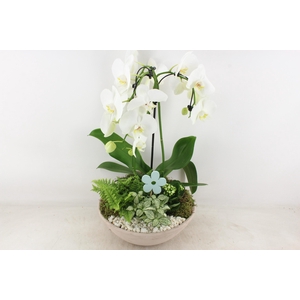 arr2 PL - Ebbi. white phal. paraplu