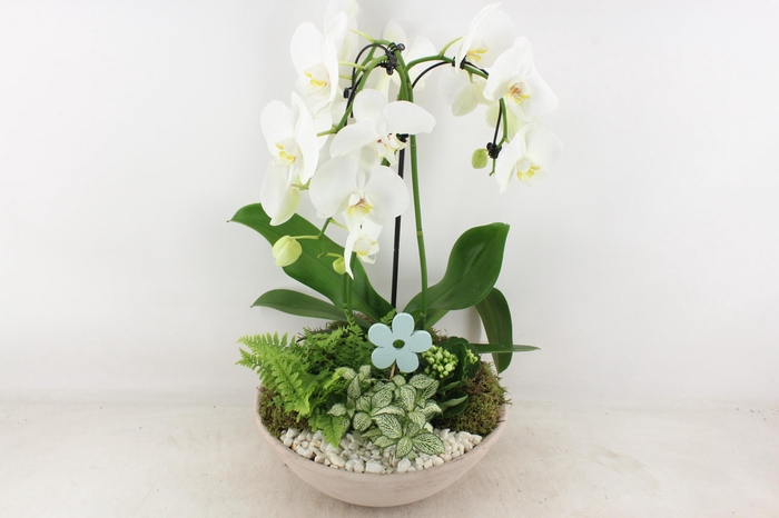 Arr2 Pl - Ebbi. White Phal. Paraplu
