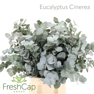 Eucalyptus Cinerea