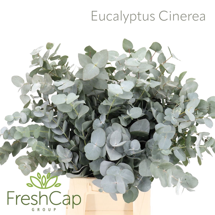 <h4>Eucalyptus Cinerea</h4>