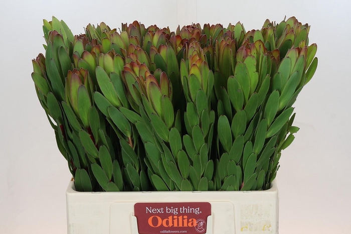 <h4>Leucadendron Goldstrike</h4>
