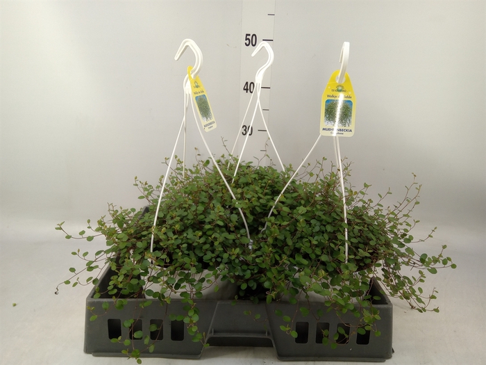 <h4>Muehlenbeckia com. 'Mao'ri'</h4>