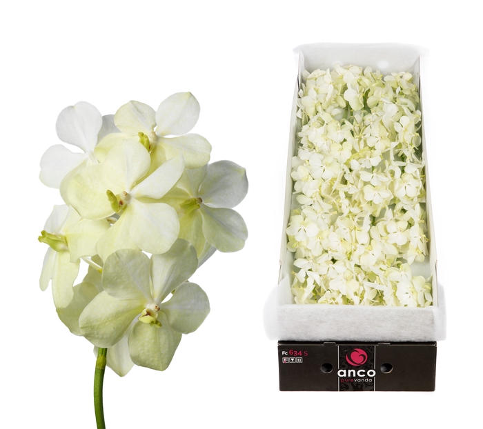<h4>Vanda 20 tak Tayanee White</h4>