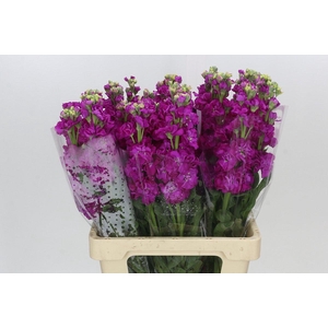 Matthiola Iron Rose