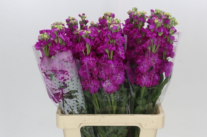 <h4>Matthiola Iron Rose</h4>