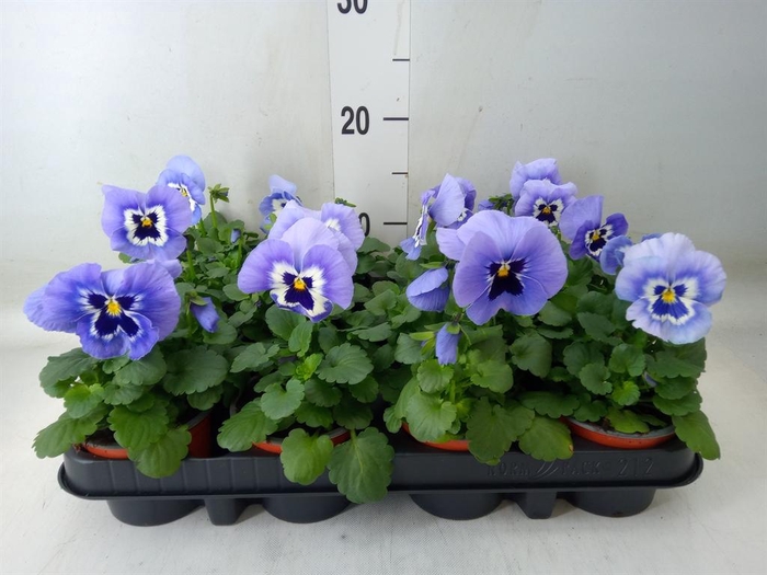 <h4>Viola wr. 'Flair Light Blue'</h4>