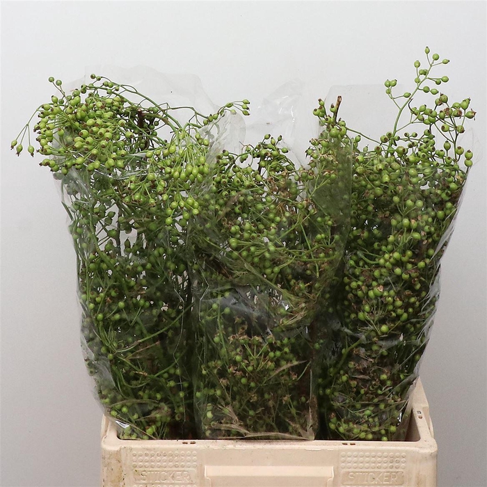 <h4>Rosa Corallo Green</h4>