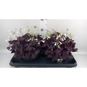 Oxalis trian. 'Mijke'
