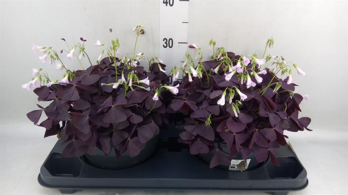 <h4>Oxalis trian. 'Mijke'</h4>