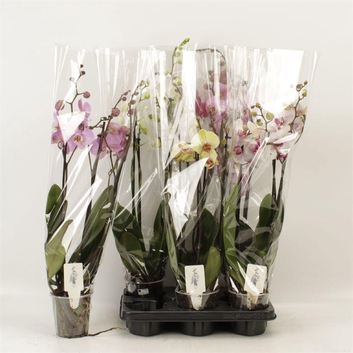 <h4>PHAL GEM 4 KL</h4>