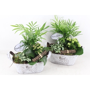 Arr2 Td - Zink Ovaal - Roze/wit