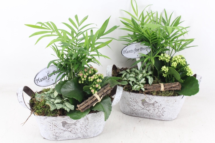 <h4>arr2 TD - Zink ovaal - roze/wit</h4>