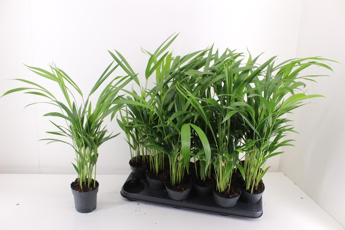 <h4>DYPSIS LUTESCENS</h4>