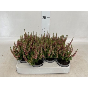 Calluna vulg. 'Beauty L Sylke'
