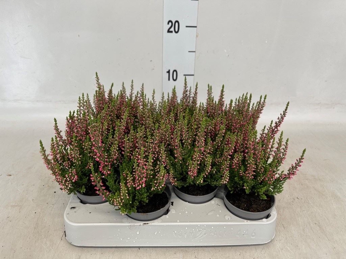 <h4>Calluna vulg. 'Beauty L Sylke'</h4>