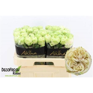 R Gr White Kahala-bb