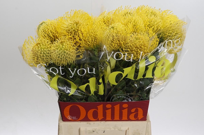 <h4>Nutans High Gold</h4>