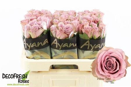 <h4>R Gr Pillow Talk!</h4>