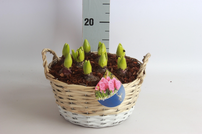 <h4>ARR HYACINTH</h4>