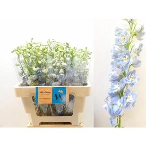 DELPH EL MAGIC FOUNTAI