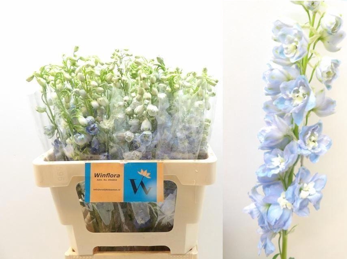 <h4>DELPH EL MAGIC FOUNTAI</h4>