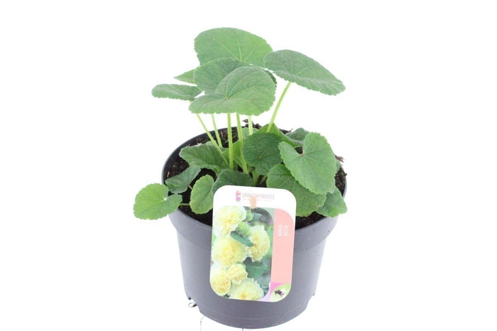 <h4>Alcea rosea Chart. Double Yellow</h4>