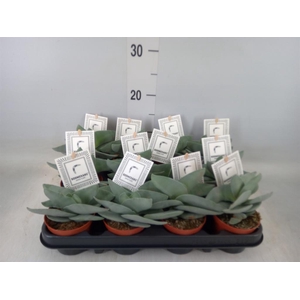 Crassula  'Boomerang'