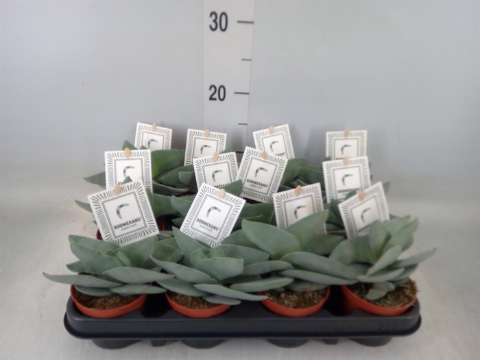 <h4>Crassula  'Boomerang'</h4>