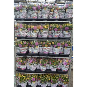 CHRYS GARDEN MUMS GM
