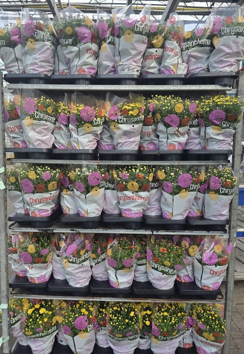 <h4>CHRYS GARDEN MUMS GM</h4>