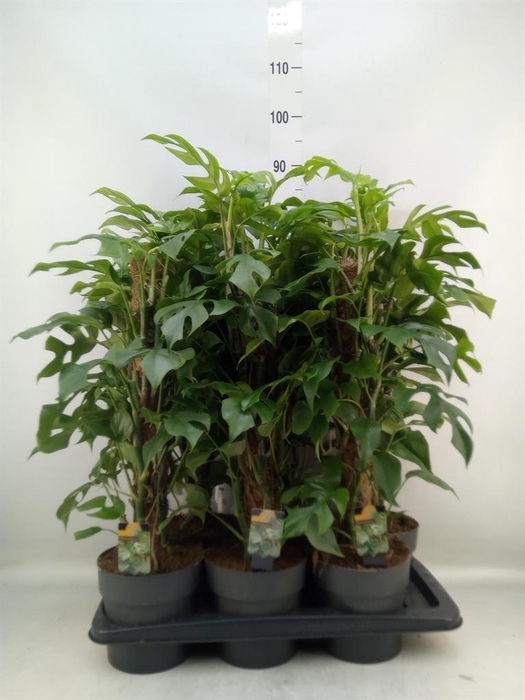 <h4>Philodendron ...</h4>