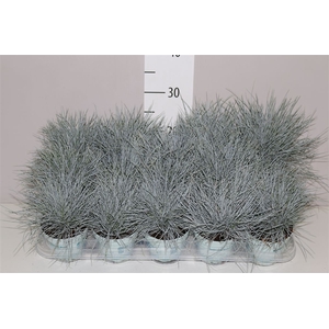 Festuca Gl. Compacta Blue