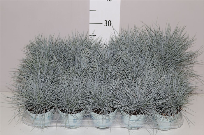 <h4>Festuca Gl. Compacta Blue</h4>