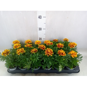 Tagetes