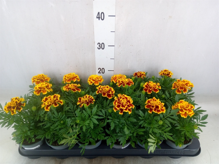 <h4>Tagetes</h4>