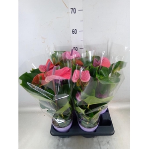 Anthurium andr. 'Cavalli'