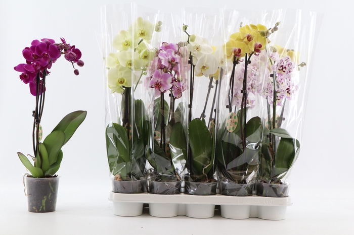 <h4>PHAL GEM 7 KL</h4>