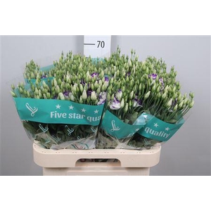 Eus G Rosi Blue Pico