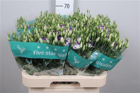 Eus G Rosi Blue Pico