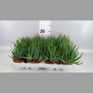 Aloe humilis