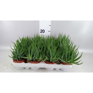 Aloe humilis