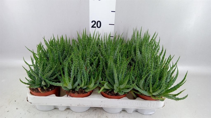 <h4>Aloe humilis</h4>