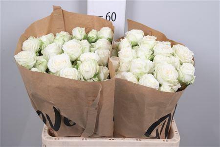 <h4>R Tr Miss Bombastic</h4>