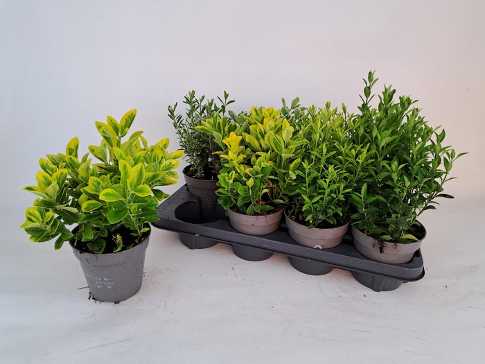 <h4>EUONYMUS JAP GEM</h4>