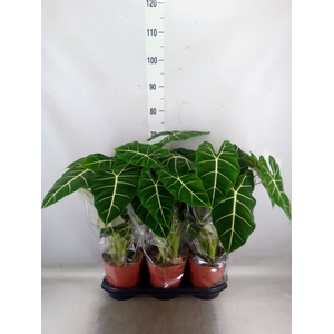 Alocasia   ...