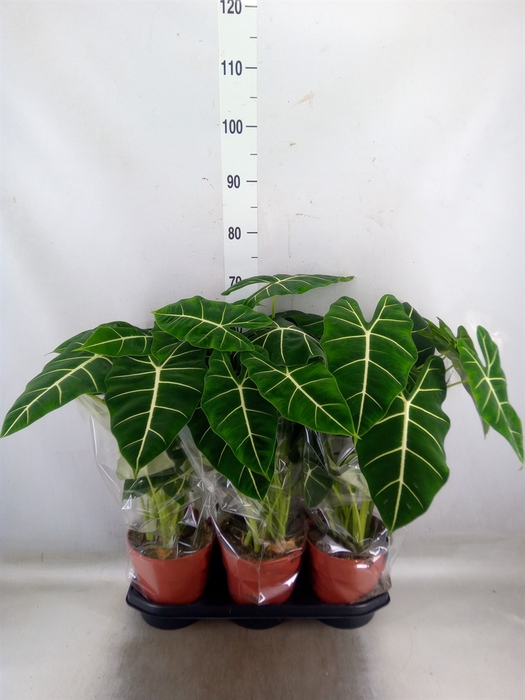 <h4>Alocasia   ...</h4>