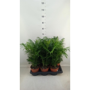 Chamaedorea elegans