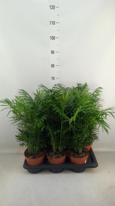 <h4>Chamaedorea elegans</h4>
