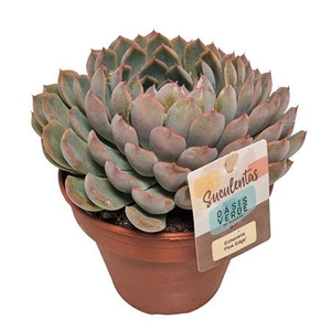 Echeveria Pink Edge - 1154