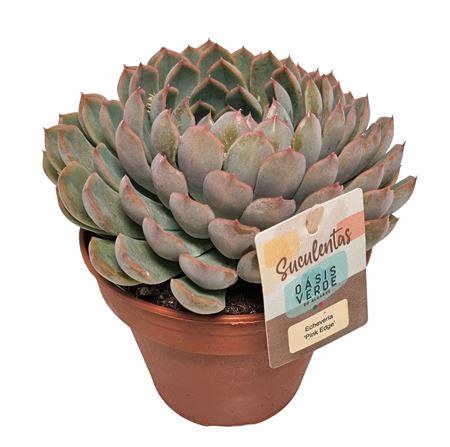 <h4>Echeveria Pink Edge - 1154</h4>